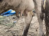 母牛, Holstein breed — 照片 8