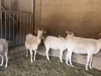 बकरी, Pomellata goat — फ़ोटो 5