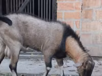 Ямааны ухна, Nubian Goat — 2 зураг