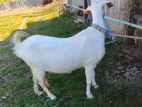Cabra, Beetal goats — foto 1