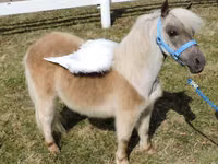 母马, Miniature horse — 照片 5