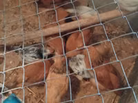 Chickens — Foto 2