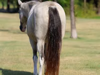 Азаргагүй морь, Skyros Pony — 7 зураг