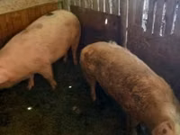 母猪, Pigs — 照片 3
