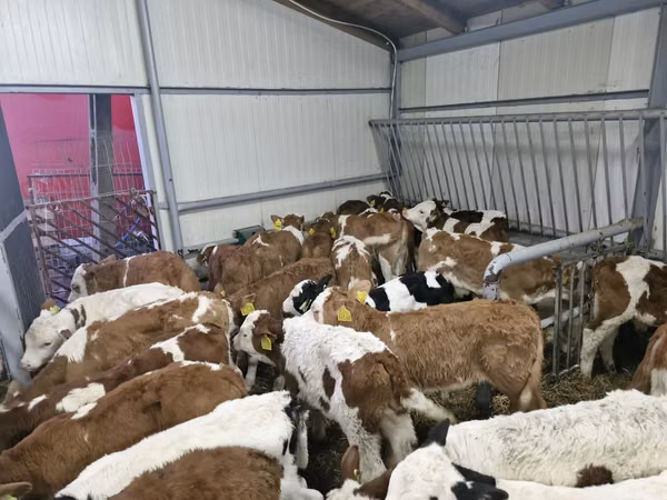 Bovinos (lote, sexo no especificado), Simmental cattle