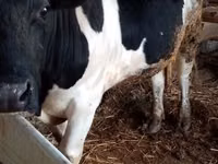 Bulle, Russian Black pied cattle — Foto 1