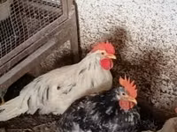 Chickens — الصورة 1