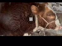 Бух, Simmental cattle — 5 зураг