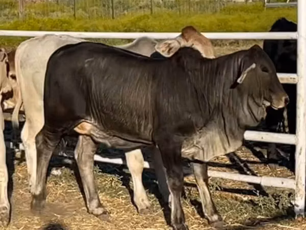 Cow, Brahman