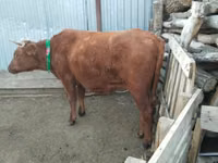 بقرة, Latvian Blue cattle — الصورة 2