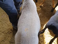 公羊, Kyrgyz Mountain merino sheep — 照片 3