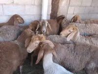 نعجة, Arashan sheep — الصورة 1