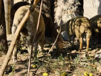 मेढ़ा, Merinoland sheep — फ़ोटो 6