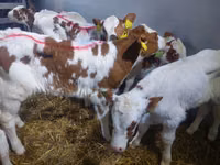 ثور, Simmental cattle — الصورة 6
