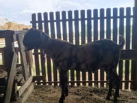 Ziegenbock, Kamori goats — Foto 1