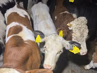 公牛, Simmental cattle — 照片 2