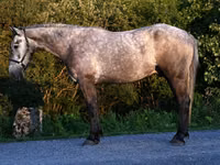 Hengst, Pferde — Foto 1