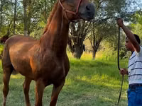 Азаргагүй морь, Skyros Pony — 2 зураг