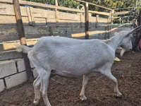 Goat, Saanen goat — photo 2