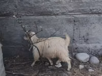 عنزة, Nubian Goat — الصورة 6