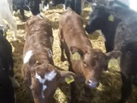 ثور, Simmental cattle — الصورة 1