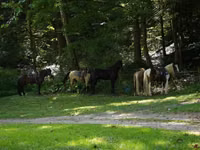 Caballo, Racking Horse — foto 6