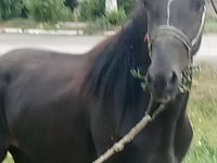 Horse (M), Priob horse — photo 1