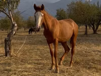 घोड़ा, Tiger horse — फ़ोटो 3