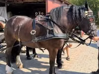 母马, Horses — 照片 2