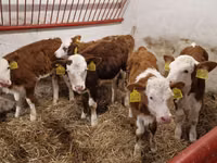 Cattle (batch, sex not specified), Simmental cattle — photo 2