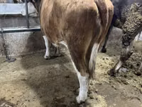 Cow, Simmental cattle — photo 4