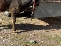 Vaca, Raza Alatau — foto 1