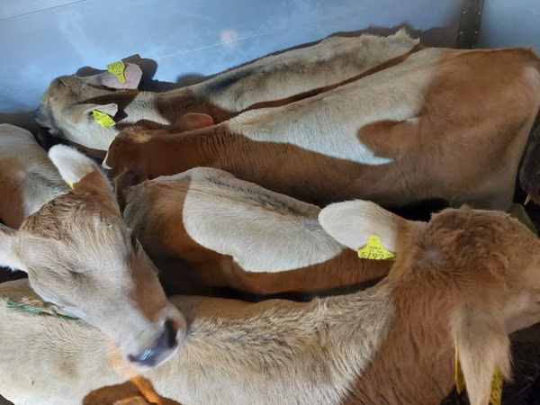 सांड, Simmental cattle