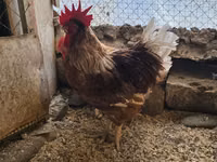 لوهمان براون — الصورة 3