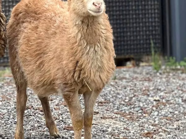 كبش, Hissar sheep