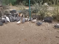 Guinea fowl — photo 2