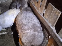 نعجة, Adal sheep — الصورة 1