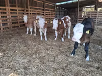 Bulle, Simmental cattle — Foto 6