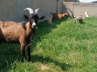 Ямаа, Czech Brown Shorthaired goats — 1 зураг