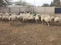 公羊, Sheep — 照片 2
