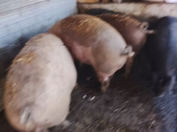 Pigs (batch, sex not specified), Pigs