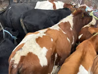 Bull, Simmental cattle — photo 1