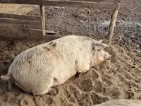 Sow, Pigs — photo 5