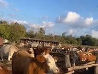Vaca, Simmental cattle — foto 1