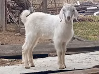 बकरा, Damask goat — फ़ोटो 4