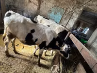 Бух, Simmental cattle — 4 зураг