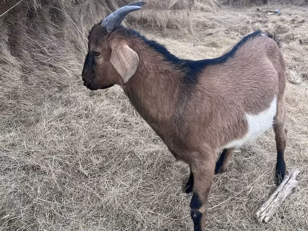 Billy Goat, Alpine goat