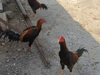 Chickens — الصورة 2