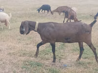 Ziege, Nubian Goat — Foto 3