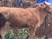Bulle, Simmental cattle — Foto 3